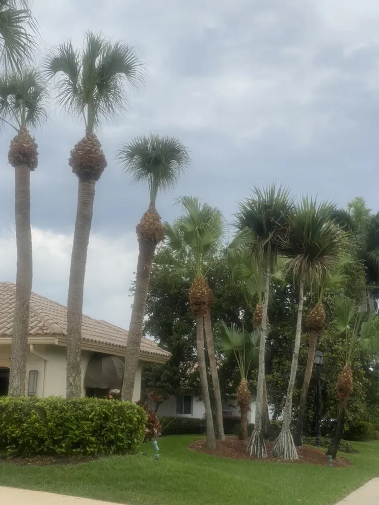 Top-rated yard cleanup service in Boynton Beach, FL - Mj Services & lawn