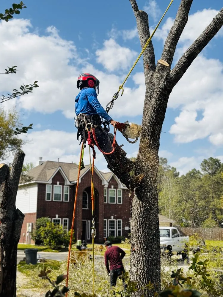 Professional yard cleanup service experts serving Spring, TX - M&J Tree Professionals