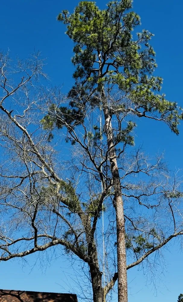 Professional lawn care service near you across Spring, TX - M&J Tree Professionals