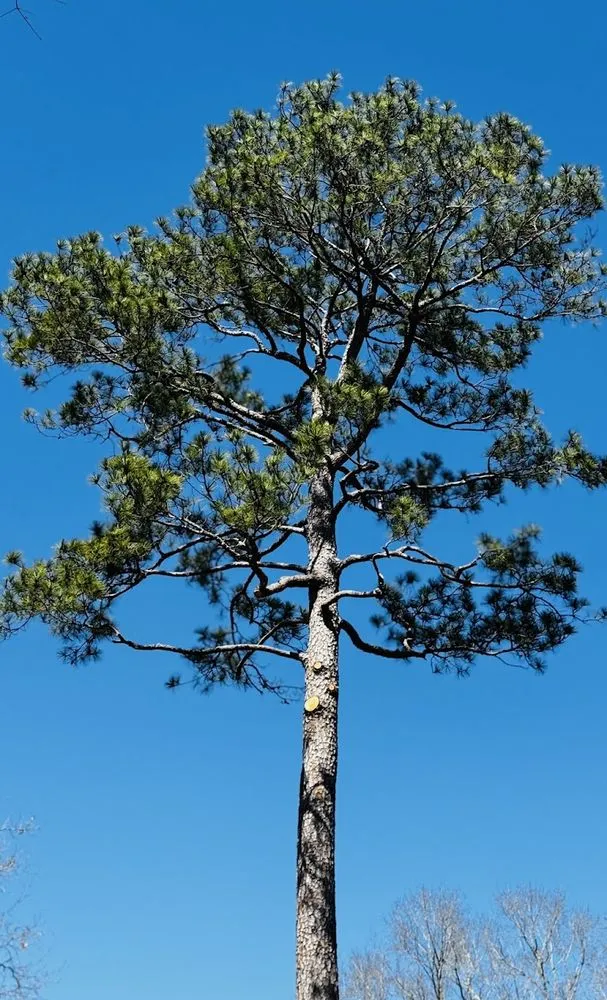 Trusted landscaping services for outdoor upgrades in Spring, TX by M&J Tree Professionals