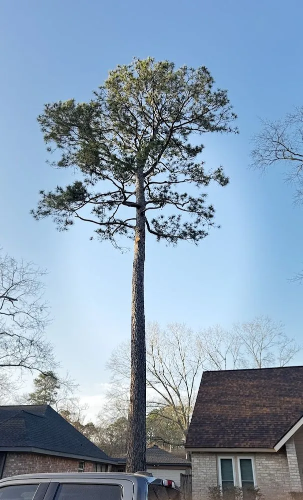 Affordable landscape installation with custom design in Spring, TX by M&J Tree Professionals