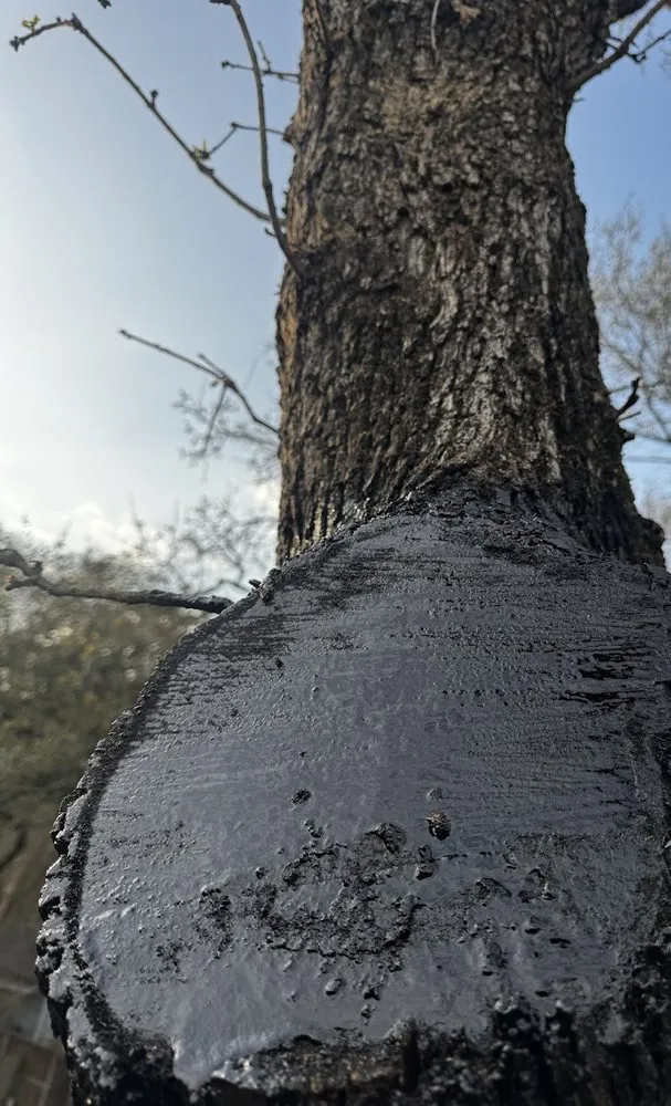 Custom landscape installation with custom design across Spring, TX - M&J Tree Professionals