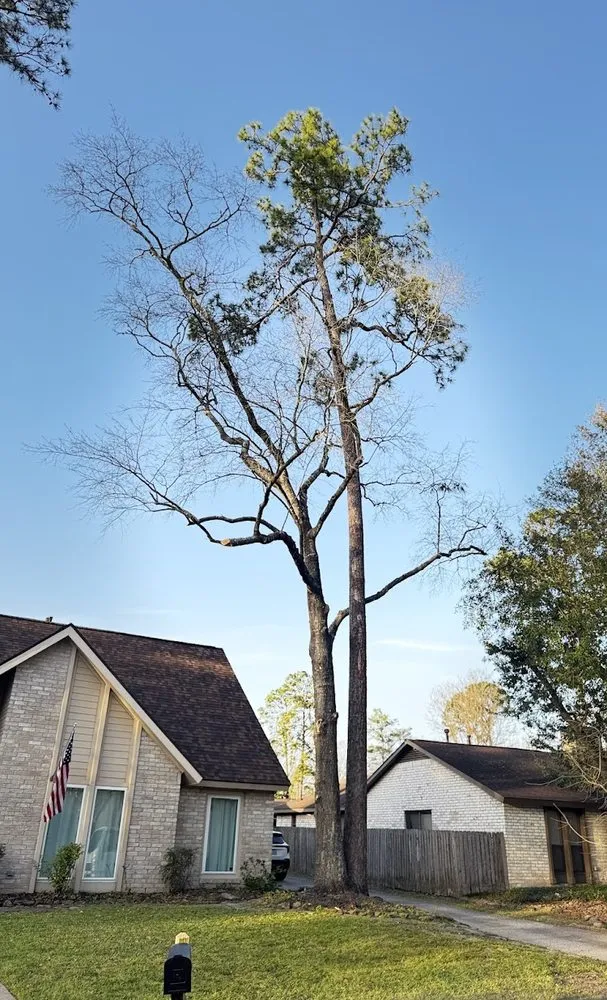 Top-rated yard maintenance experts serving Spring, TX - M&J Tree Professionals