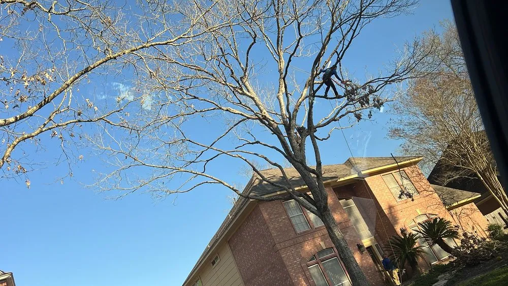 Trusted garden landscaping near you across Spring, TX - M&J Tree Professionals