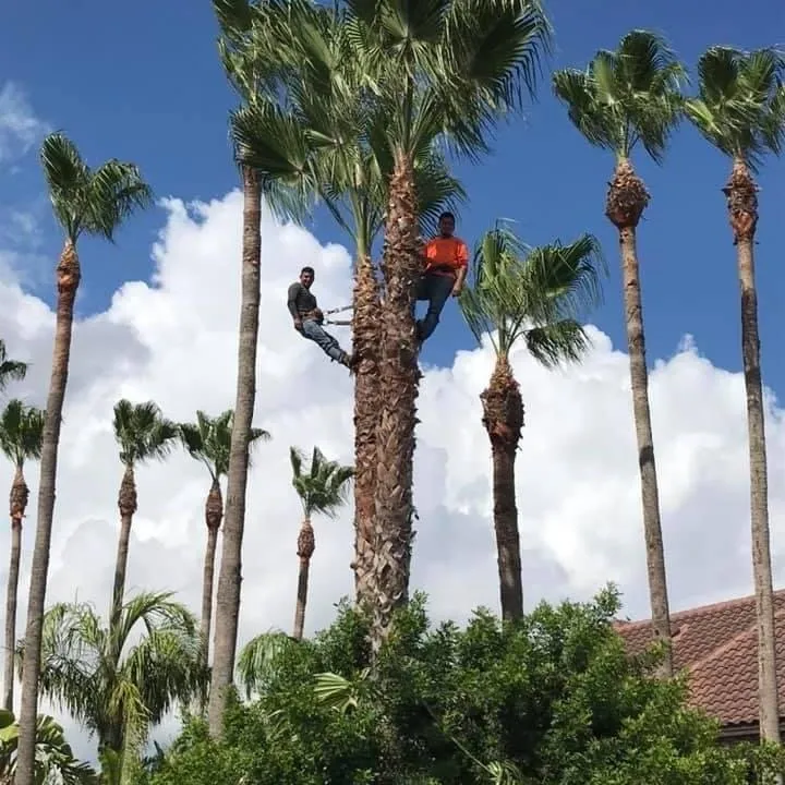 Professional yard cleanup service near you in Donna, TX by Mj trimming services