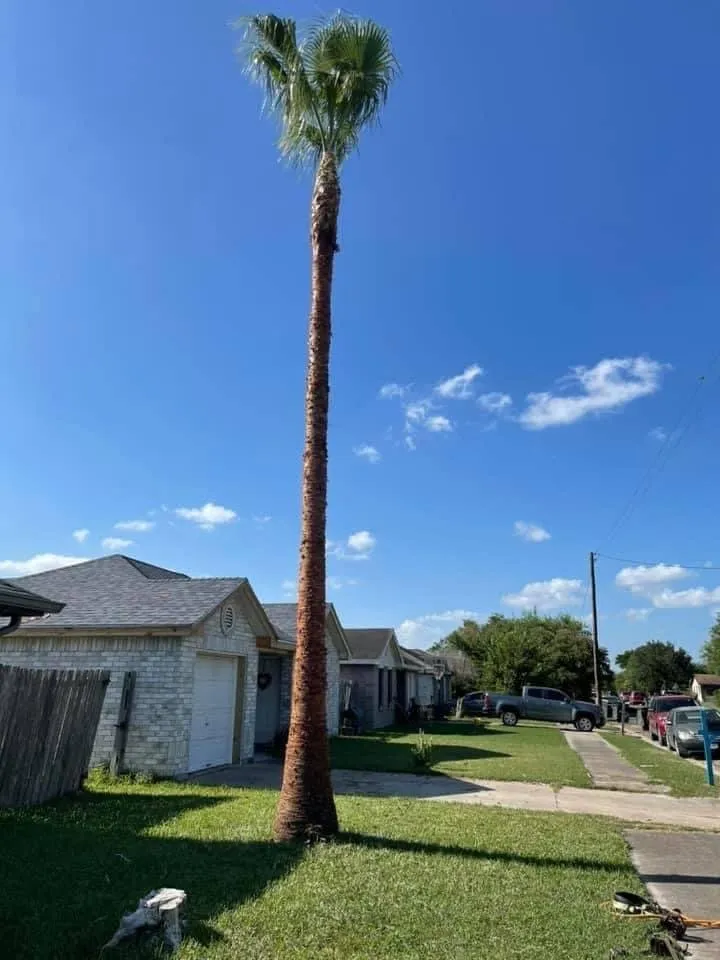 Expert landscaping services experts serving Donna, TX - Mj trimming services