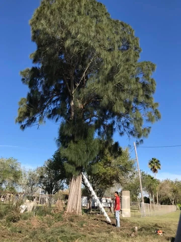 Affordable landscape installation near you in Donna, TX by Mj trimming services