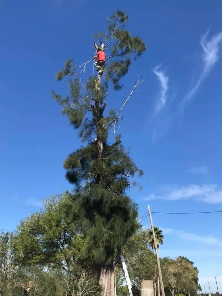 Reliable landscaping services for residential properties in Donna, TX by Mj trimming services