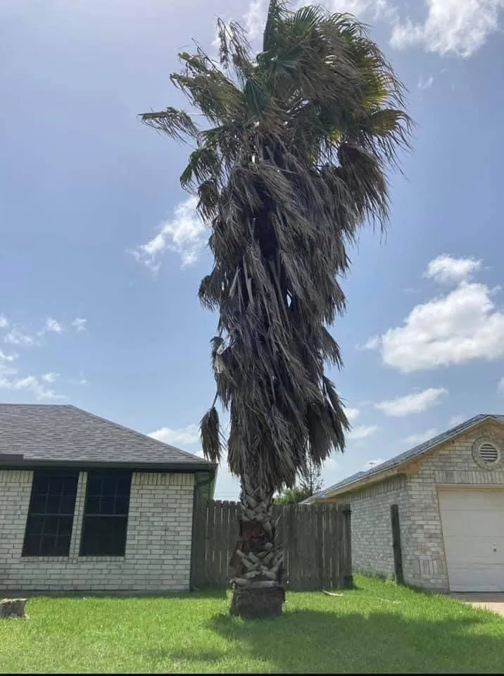 Affordable landscape installation for outdoor upgrades across Donna, TX - Mj trimming services