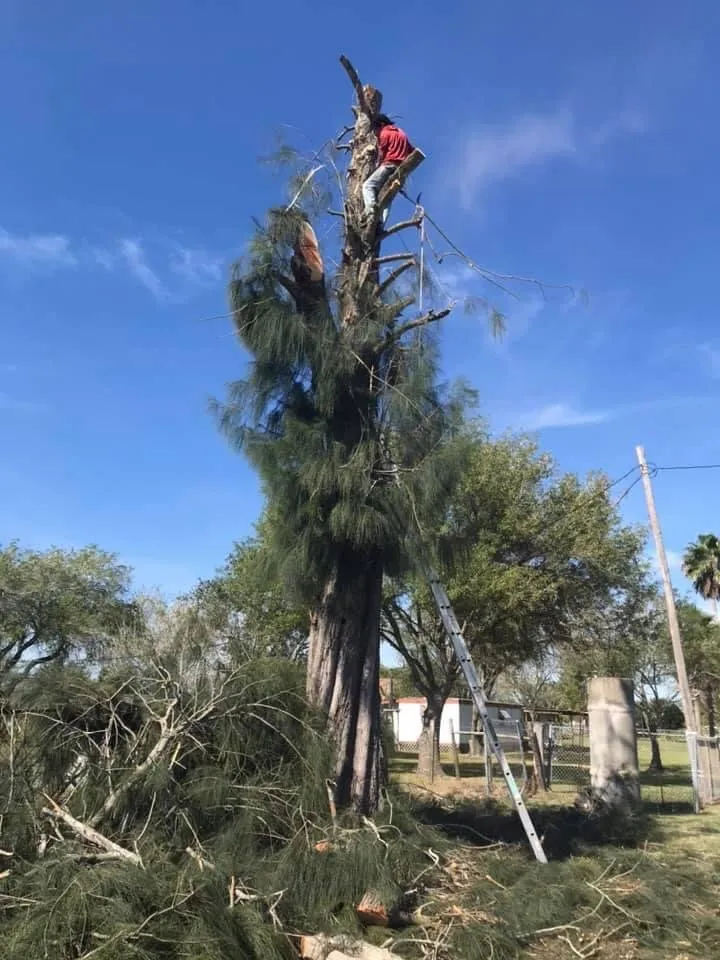 Trusted garden landscaping in Donna, TX - Mj trimming services