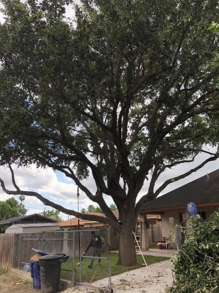 Expert landscaping services in Donna, TX by Mj trimming services