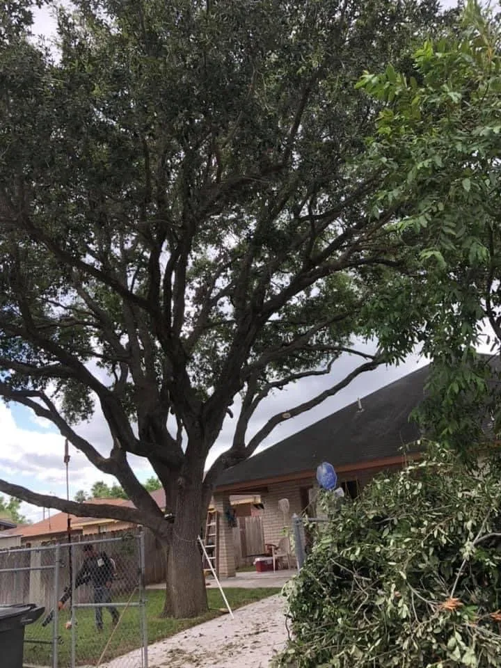 Custom garden landscaping for residential properties across Donna, TX - Mj trimming services