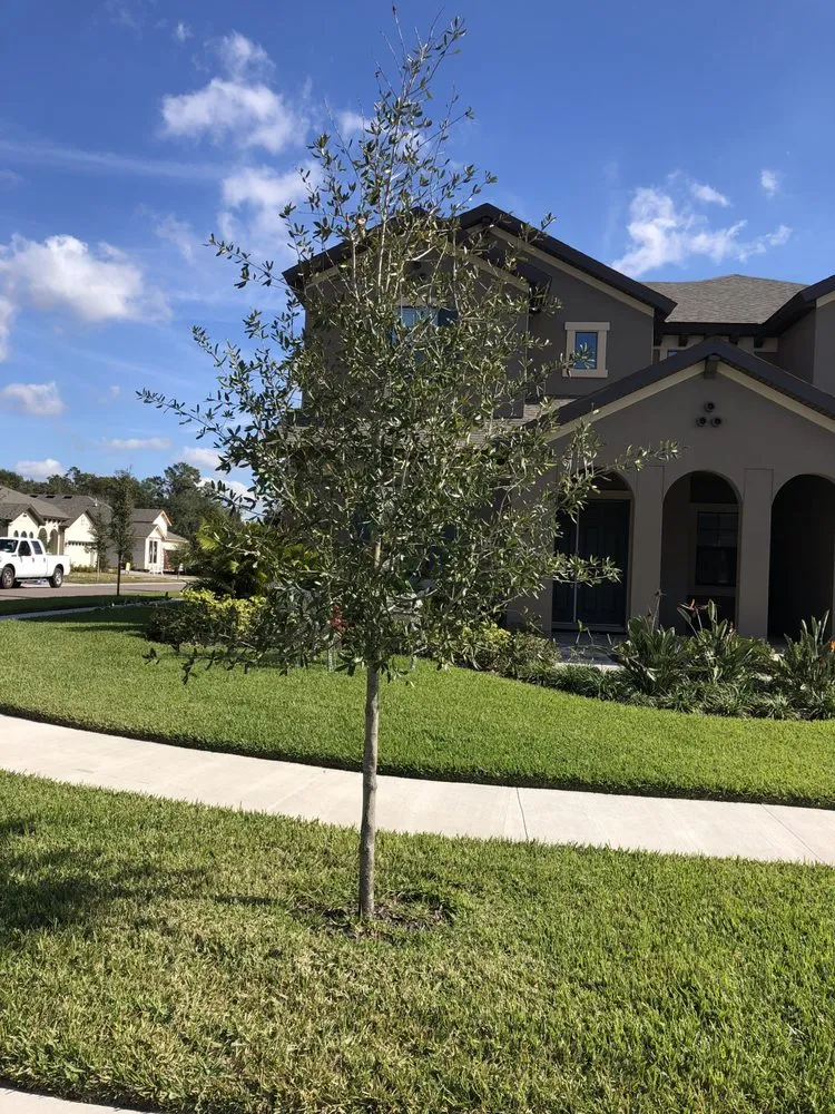 Expert yard cleanup service for residential properties across Lutz, FL - MJK Landscaping