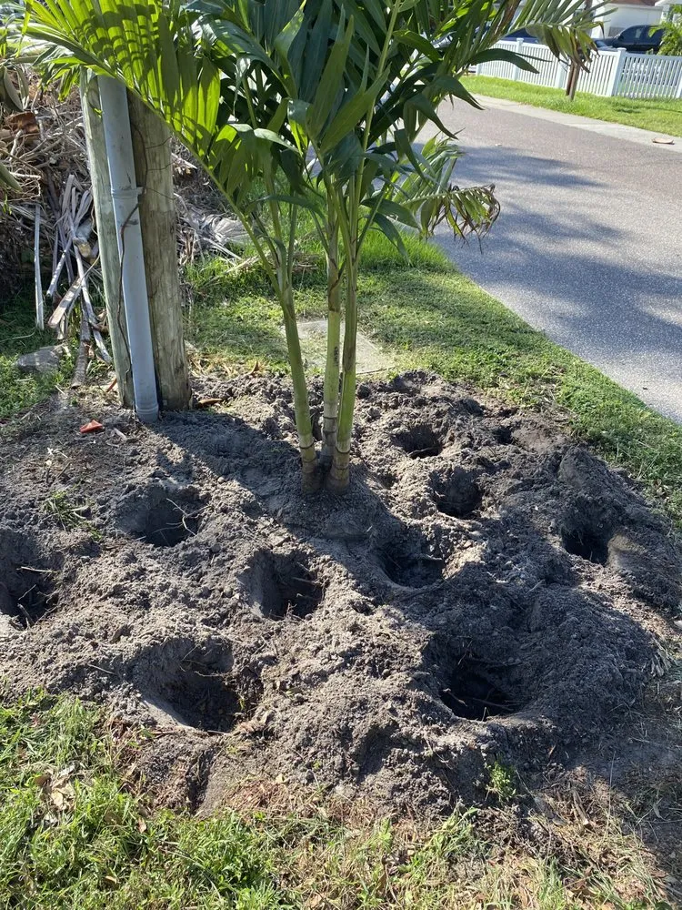 Local lawn care service with custom design in Lutz, FL by MJK Landscaping