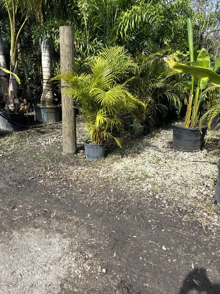 Local yard cleanup service in Lutz, FL - MJK Landscaping