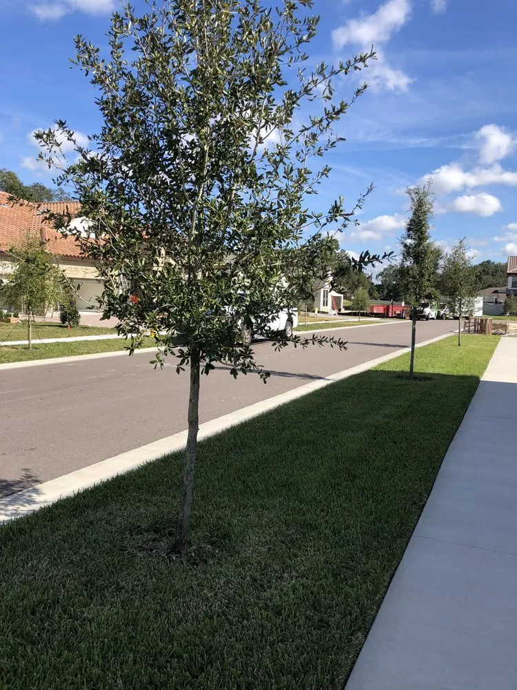 Top-rated landscape design for residential properties in Lutz, FL by MJK Landscaping