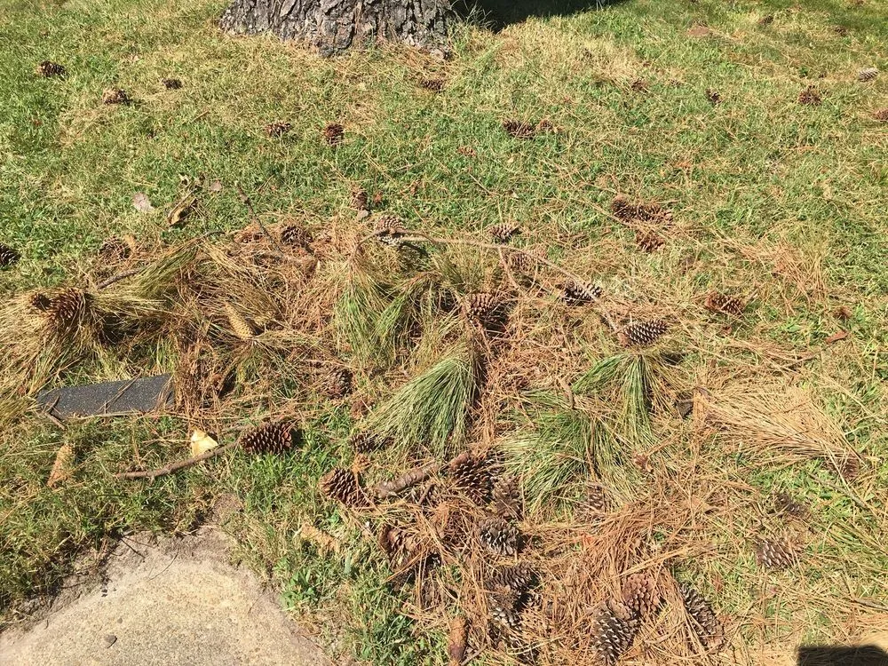 Affordable outdoor landscaping experts serving Chesapeake, VA - MJ's Lawn Service