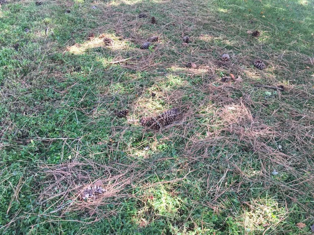 Top-rated lawn care service in Chesapeake, VA - MJ's Lawn Service