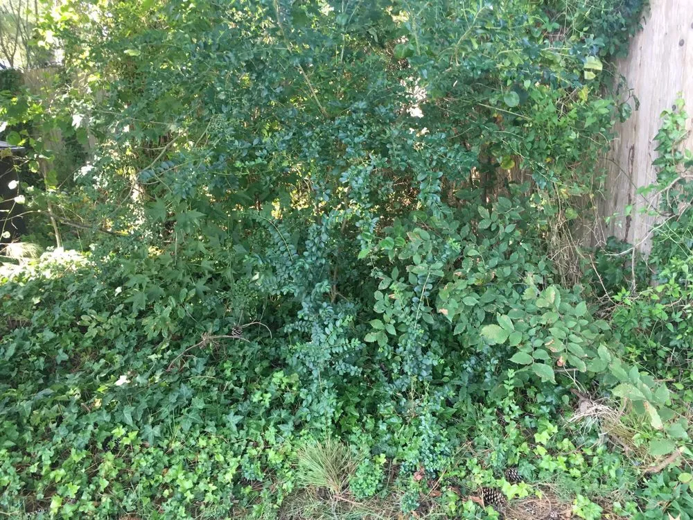 Reliable yard cleanup service for homes in Chesapeake, VA by MJ's Lawn Service