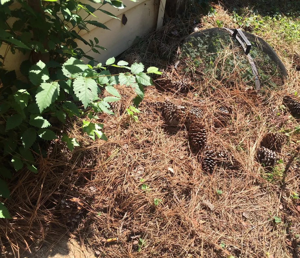 Local yard maintenance in Chesapeake, VA - MJ's Lawn Service