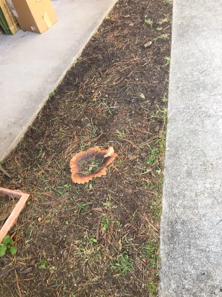 Local yard maintenance near you across Chesapeake, VA - MJ's Lawn Service