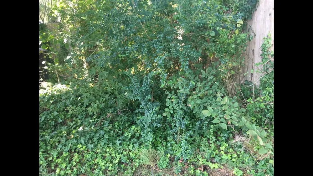 Affordable garden landscaping for residential properties in Chesapeake, VA by MJ's Lawn Service