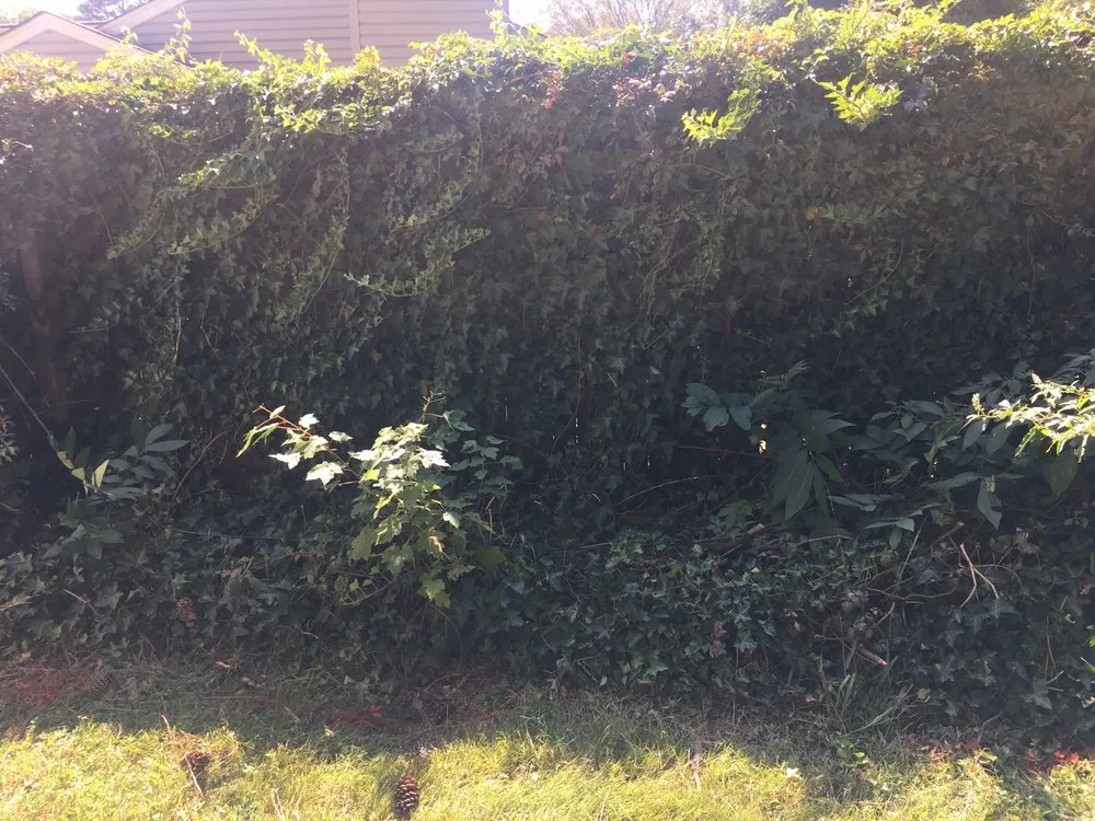 Reliable outdoor landscaping for outdoor upgrades across Chesapeake, VA - MJ's Lawn Service