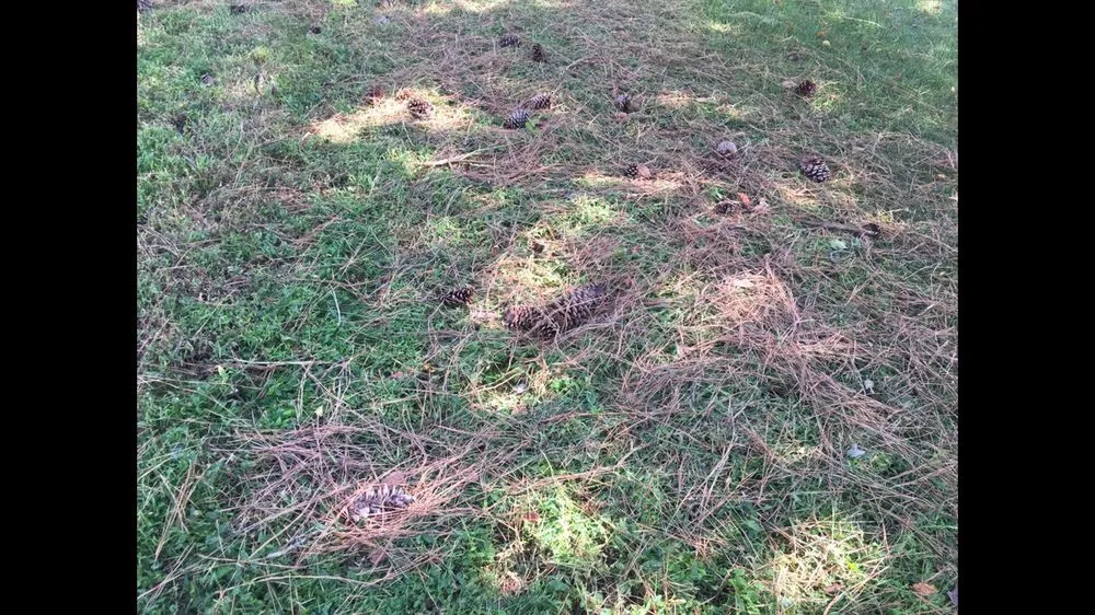 Trusted lawn care service for year-round maintenance in Chesapeake, VA by MJ's Lawn Service