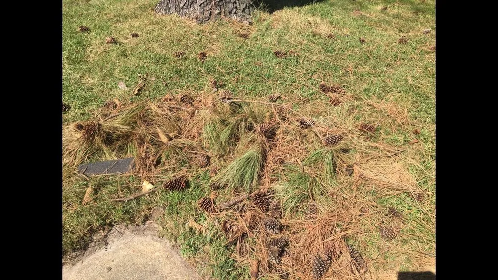 Trusted lawn mowing service in Chesapeake, VA by MJ's Lawn Service