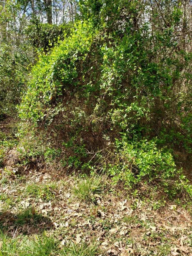 Reliable landscaping services in Hague, VA - MJW Landscaping