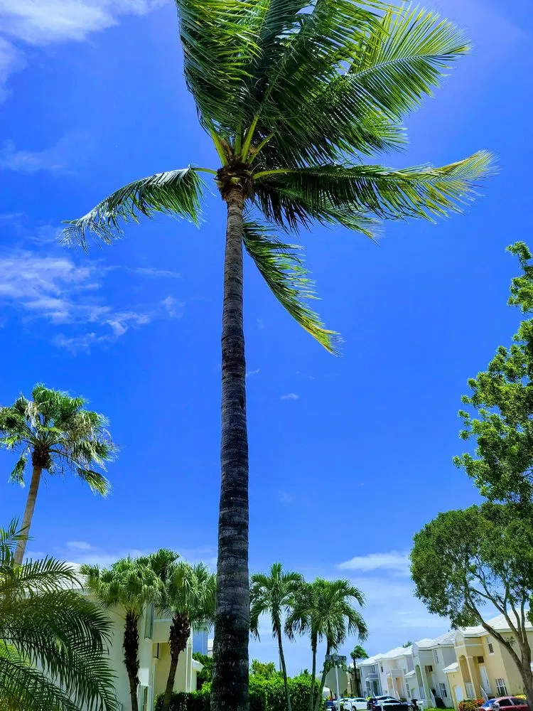 Top-rated lawn mowing service near you across Fort Lauderdale, FL - MJ'z Tree and Landscaping Service