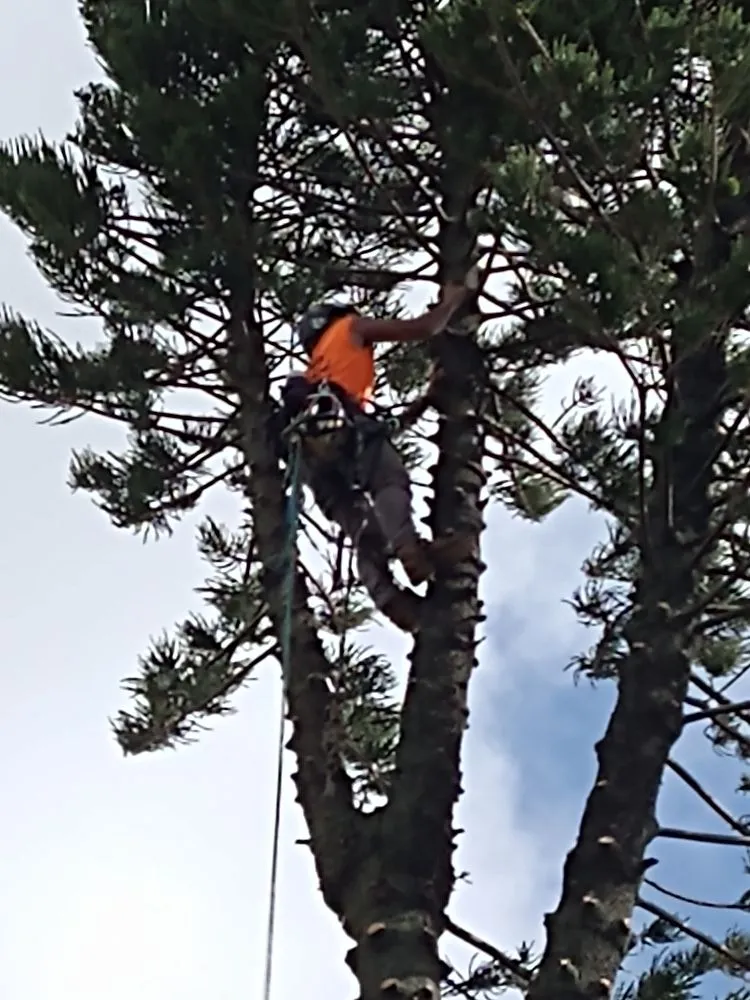 Custom yard cleanup service in Fort Lauderdale, FL by MJ'z Tree and Landscaping Service