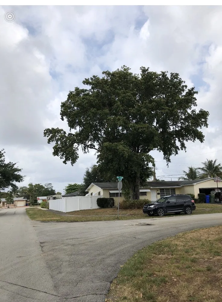 Affordable yard cleanup service in Fort Lauderdale, FL - MJ'z Tree and Landscaping Service