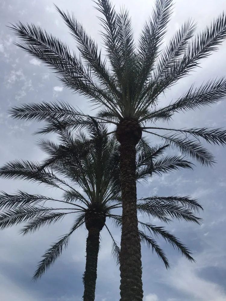 Local yard maintenance in Fort Lauderdale, FL by MJ'z Tree and Landscaping Service