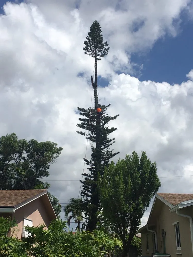 Expert landscaping services in Fort Lauderdale, FL - MJ'z Tree and Landscaping Service