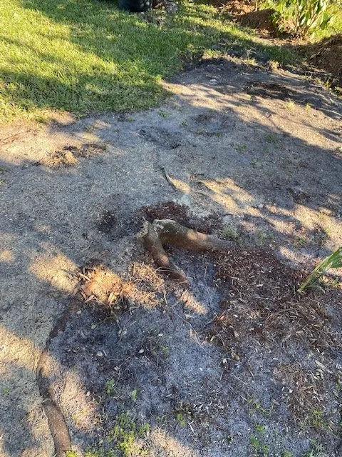 Professional landscape design in Fort Lauderdale, FL by MJ'z Tree and Landscaping Service