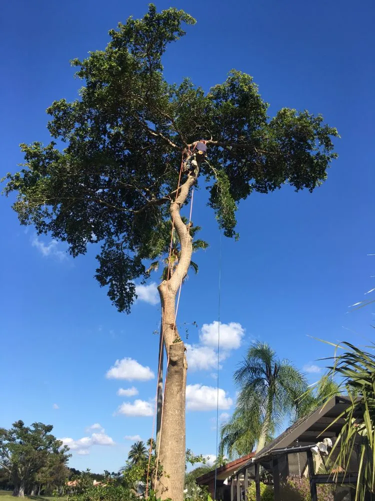 Reliable yard maintenance for outdoor upgrades in Fort Lauderdale, FL by MJ'z Tree and Landscaping Service