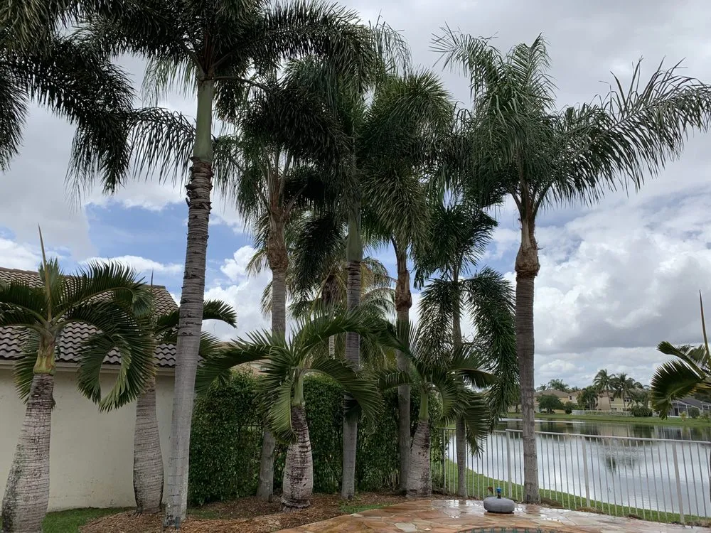 Affordable yard cleanup service in Fort Lauderdale, FL - MJ'z Tree and Landscaping Service