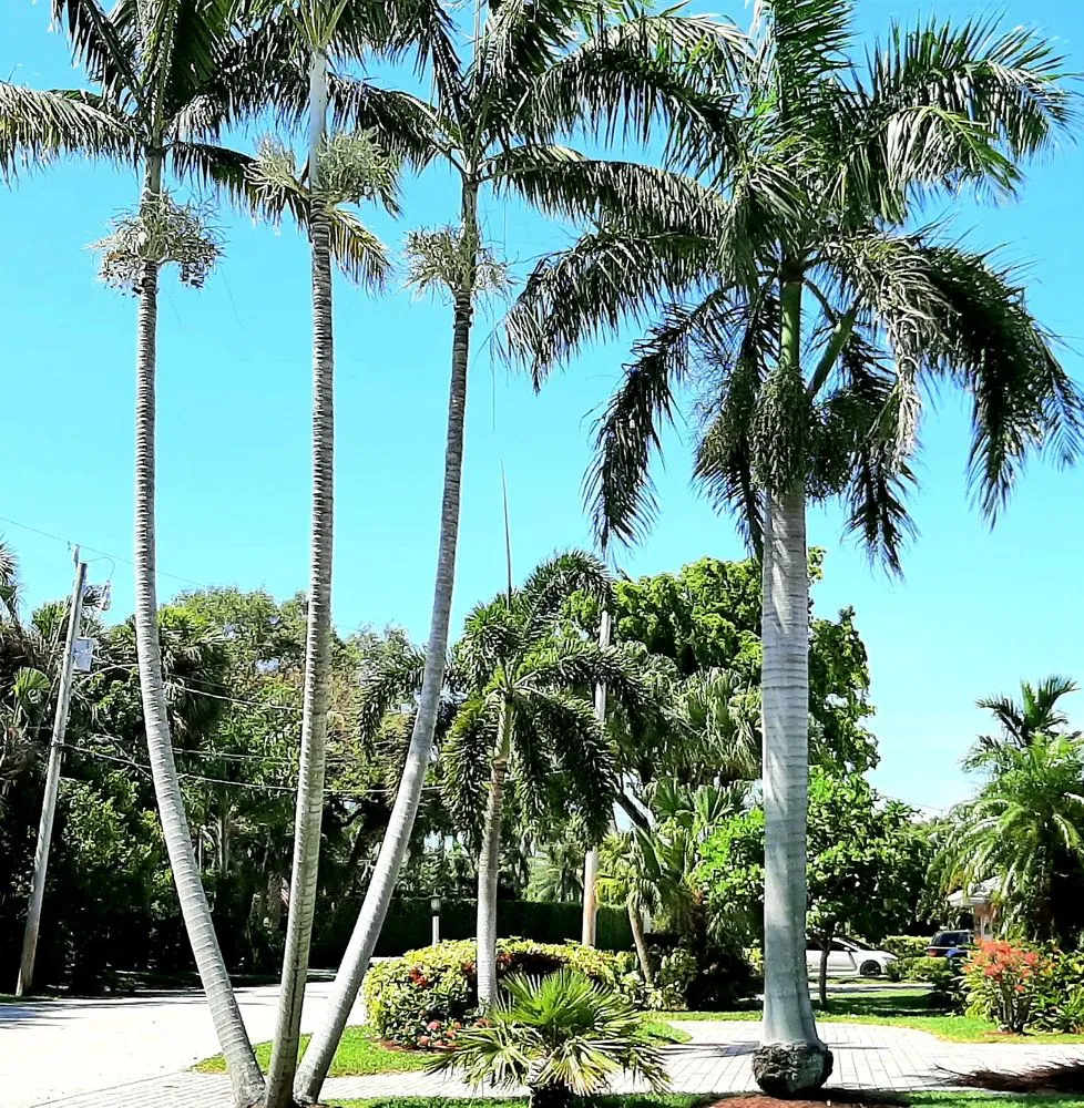 Top-rated landscape installation experts serving Fort Lauderdale, FL - MJ'z Tree and Landscaping Service