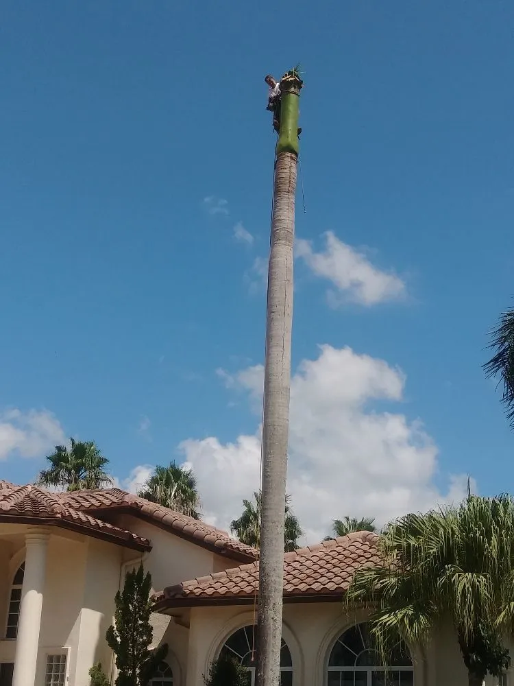 Expert landscape installation in Fort Lauderdale, FL by MJ'z Tree and Landscaping Service