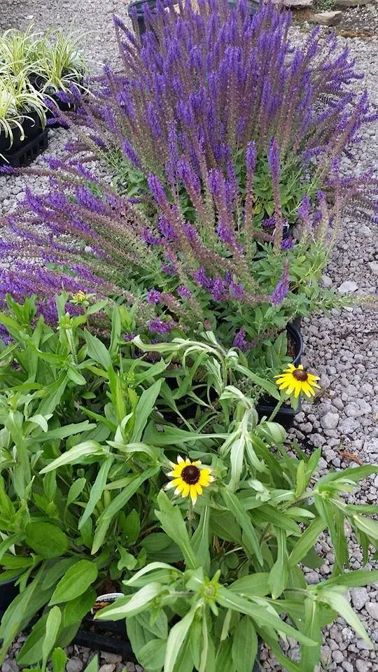 Affordable yard cleanup service in Hermitage, PA - MK Landscape Supply