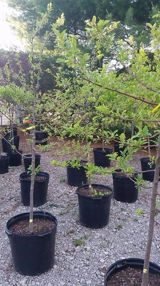 Reliable landscape installation in Hermitage, PA by MK Landscape Supply