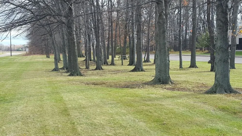 Top-rated lawn mowing service experts serving Elyria, OH - MK Maintenance