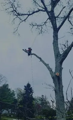 Mk tree services & Landscaiping Logo