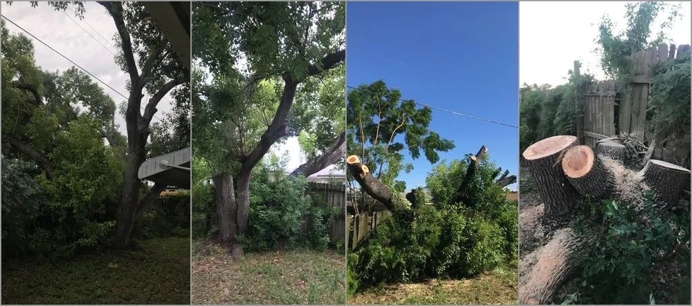 Trusted yard cleanup service experts serving Tampa Palms, FL - MKC Tree Services