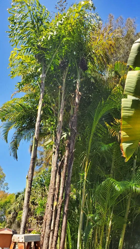 Local lawn care service for beautiful yards across Tampa Palms, FL - MKC Tree Services