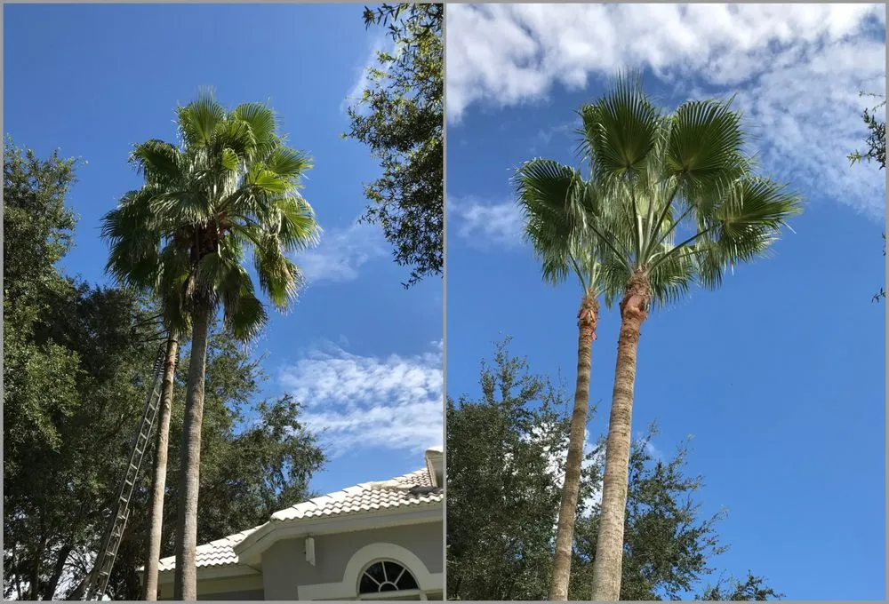 Local residential landscaping for homes in Tampa Palms, FL by MKC Tree Services