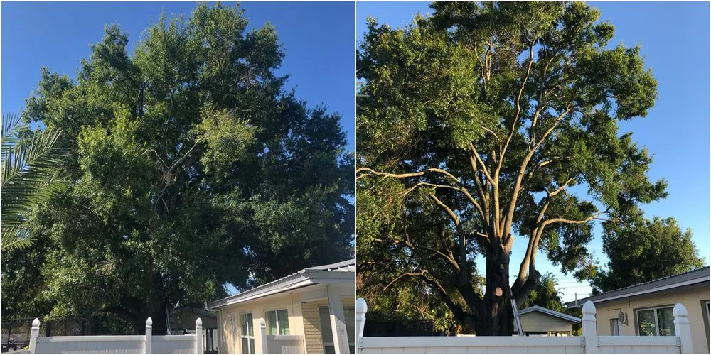Professional lawn mowing service in Tampa Palms, FL by MKC Tree Services