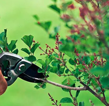 Top-rated yard cleanup service in Tacoma, WA - MKG Auto & Lawn Services