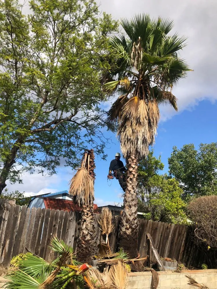 Top-rated lawn care service in San Diego, CA by ML ProLandcare